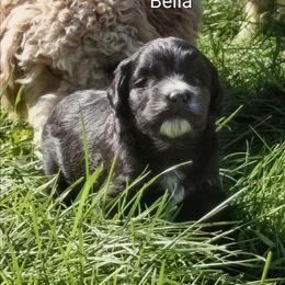 Bella - Black female Goldendoodle puppy in Lewistown, Pennsylvania from Southern Star Goldendoodles