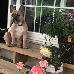 French Bulldogs from Fond of Frenchies