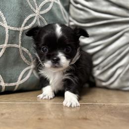 TBD - Black and white female Chihuahua puppy in Davenport, Florida from Clan Cordovathone