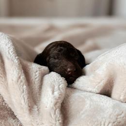 Pesto, Boy - Chocolate male Goldendoodle puppy in Maricopa, Arizona from Desert Ridge Doodles