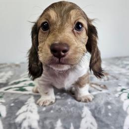 Male Piebald 2 (Darker male) - Piebald male Dachshund puppy in Belle Rive, Illinois from Akin's Miniature Dachshunds, LLC
