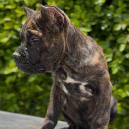 Brindle Female - Chestnut brindle female Cane Corso puppy in California from Donato Kennels