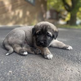 Anatolian Shepherd Dog Puppies from Wild Rooster Family Farm (AKC Anatolians OFA Hips Tested)