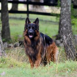 Rizzo - German Shepherd