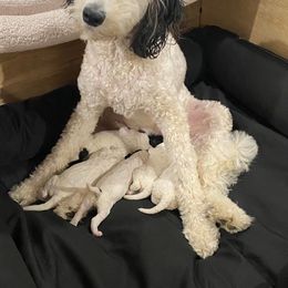 Sheepadoodle Puppies from Big Bear Sheepadoodles
