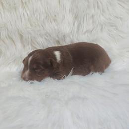 Oolong - Red tri-color female Australian Shepherd puppy in California from Skiba Aussies