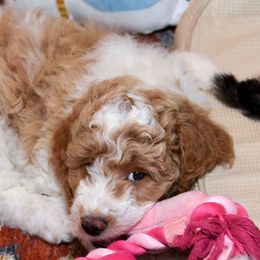 Goldendoodles from High Quality Goldendoodles