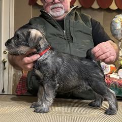 Boy 1 - Standard Schnauzer puppy from Nordic Sky- Standard Schnauzers