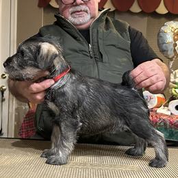 Boy 1 - Standard Schnauzer puppy from Nordic Sky- Standard Schnauzers