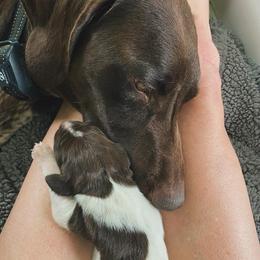 German Shorthaired Pointer Puppies from Thunder Mountain Gun Dogs