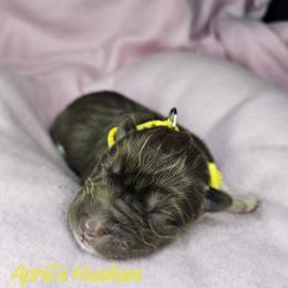Yellow collar girl - Red and white female Siberian Husky puppy in Terre Haute, Indiana from April's Huskies