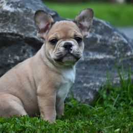 French Bulldog Puppies from Bleu Rock French Bulldogs