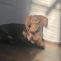 Hershey - Dachshund