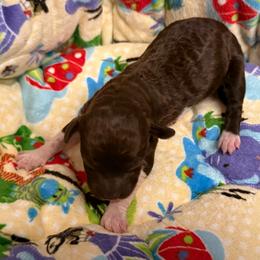 Sarafina - Brown female Lagotto Romagnolo puppy in Chicago, Illinois from Midwest Lagotto Romagnolo