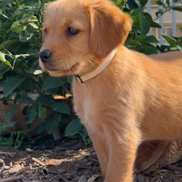 Golden Retriever Puppies from The Red Retrievers