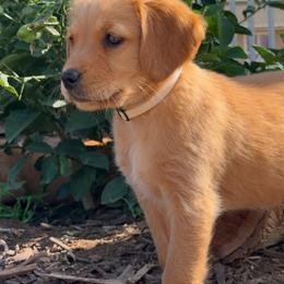 Golden Retriever Puppies from The Red Retrievers