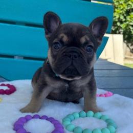 Coco - Fawn female French Bulldog puppy in South Bend, Indiana from Furever Faithful Frenchies LLC