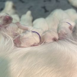 Golden Retriever Puppies from Lowcountry Goldens