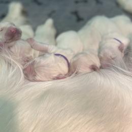 Golden Retriever Puppies from Lowcountry Goldens