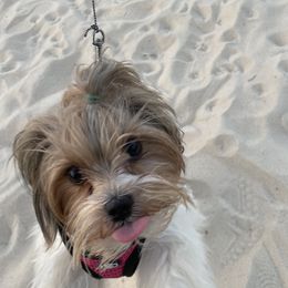 Shih Tzu and Yorkshire Terrier All Grown Up from Empire Yorkies