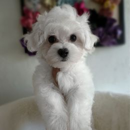 Bear - White male Maltese puppy in Vinton, Louisiana from Dreams & Love Maltese