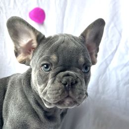 Bernedoodles, French Bulldogs, and Lhasa Apsos from Puppies For You