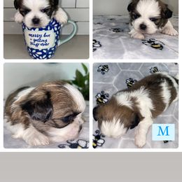 Shih Tzu Puppies from It’s a Shih Tzu world