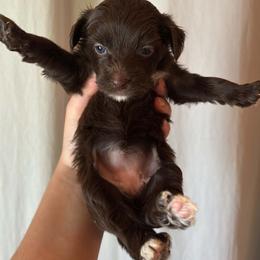 DaoDog Odessa Sea Pearl - Chocolate female Chinese Crested puppy in Highland Park, Michigan from Family Kennel Dao Dog