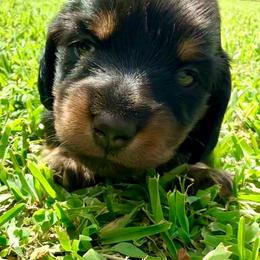 Sprout - Black and tan male Dachshund puppy in Mabank, Texas from Lovin’ Li’s Furry Sausages