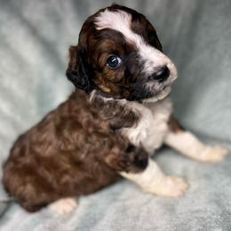 Boy 6 - Sable male Aussiedoodle puppy in Alabama from SBA Aussies