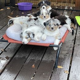 Australian Shepherd Puppies from Audacity Australian Shepherds