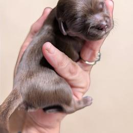 Tucker - Chocolate male Shih Tzu puppy in Claxton, Georgia from Small Pawz Shih tzu