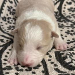 Athena - White and gold female Border Collie puppy in Mckinney, Texas from Border Collies of Ruidoso