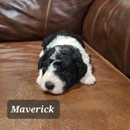 Maverick - Black and white male Portuguese Water Dog puppy in Atmore, Alabama from Gulf Coast Puppies