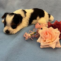 Biewer Terrier Puppies from Precious Jewels Biewer Terriers