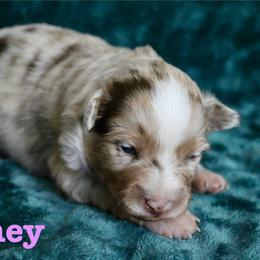 Honey - Red merle female Miniature Australian Shepherd puppy in Howe, Oklahoma from Lockhart’s Double M Mini Aussies