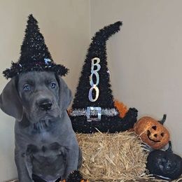 Beast - Great Dane puppy from Miner's Dynamic Danes