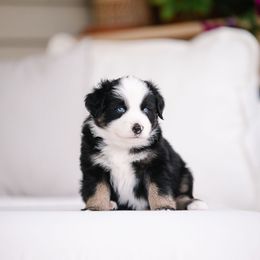 Joey - Black tri male Miniature Australian Shepherd puppy in Pocatello, Idaho from R Heart Mini Aussies