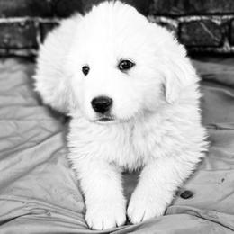 Purple Girl - White female Great Pyrenees puppy in Elfrida, Arizona from Outlaw Acres Farm & Kennels
