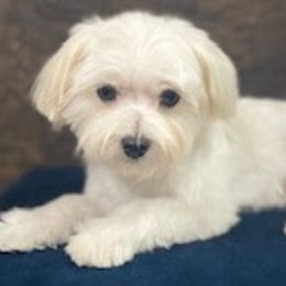 Champ - Maltese