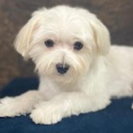 Champ - Maltese