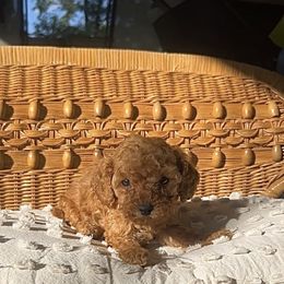 Candy - Red female Cavapoo puppy in Kirksville, Missouri from Show Me Poodles Doodles and Cavaliers