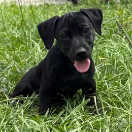 Betsy - Black female American Hunt Terrier puppy in Clearwater, Florida from Paradise Bay Hunt Terriers