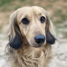 Waylon - Dachshund