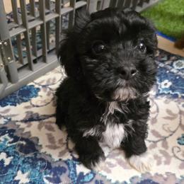 Bisket - Black and white male Cavapoo puppy in Arkansas from Brew House