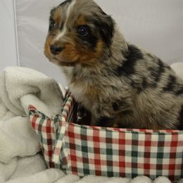 Dallas - Blue merle male Australian Shepherd puppy in Guthrie, Oklahoma from BB Blu Aussies