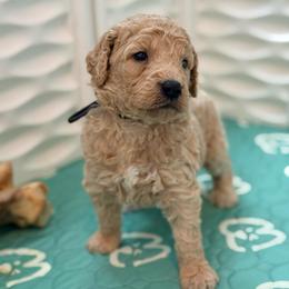 Vaughn - Cream male Goldendoodle puppy in Houston, Texas from Were The Mack'Doodles