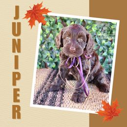 Juniper - Chocolate female Australian Labradoodle puppy in Hartshorne, Oklahoma from Jena Edmond