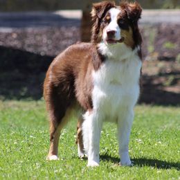 Hannah - Australian Shepherd