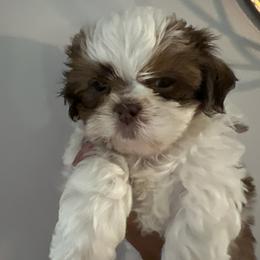Venice aka Vinny - Liver and white male Shih Tzu puppy in Warsaw, Ohio from Tarkiln Valley Farm